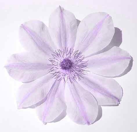 LILAC CLEMATIS